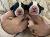 Une Femelle Bearded Collie noire et blanche de Chester 1 mois LOF - En Réservation