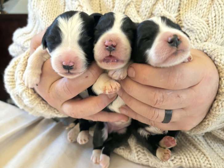 Réservation Chiot Femelle Bearded Collie noir blanc De Chester LOF 1 mois