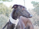 Sonajera, Galga senior très affectueuse à adopter en association