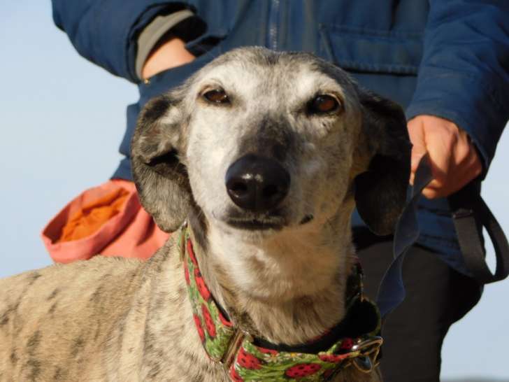 Sonajera, Galga senior très affectueuse à adopter en association