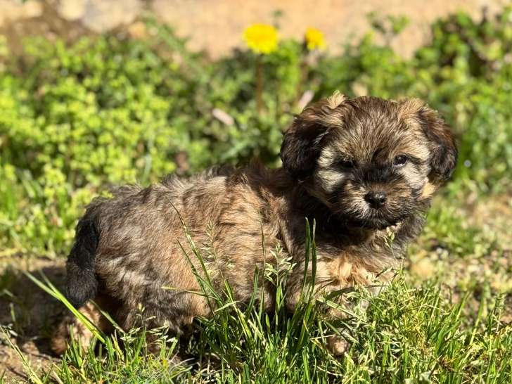 Chiot Bichon Havanais à vendre