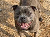 Femelle Staffie LOF à vendre