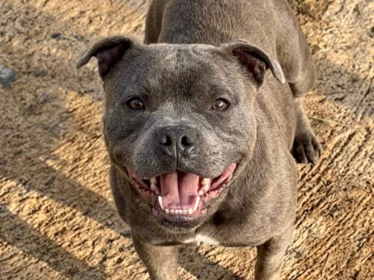 Femelle Staffie LOF à vendre