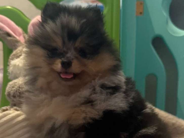 Magnifique femelle Loulou de Poméranie à vendre