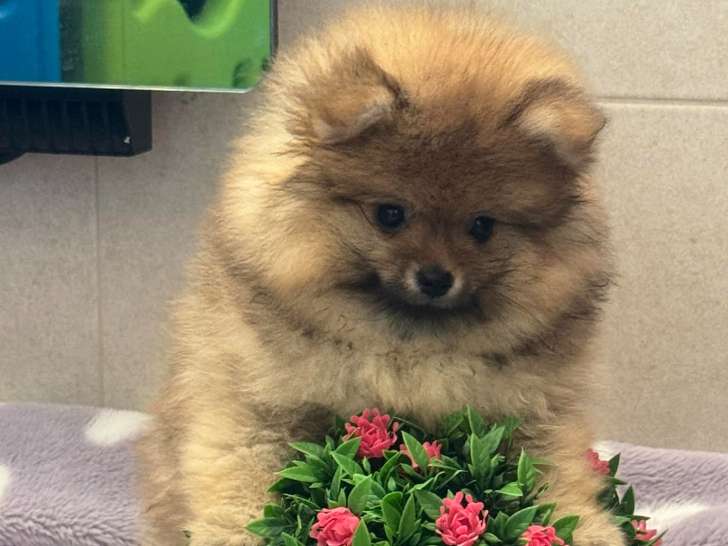 Magnifique femelle Loulou de Poméranie charbonnée à vendre