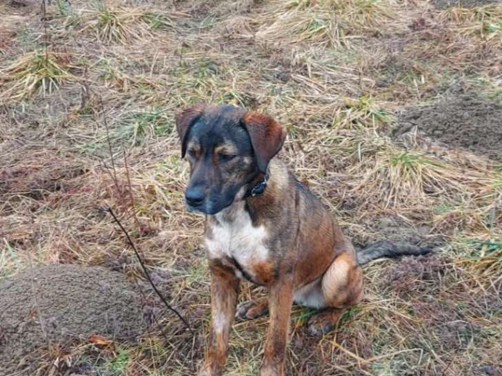 À adopter : chiot femelle de 8 mois bringé