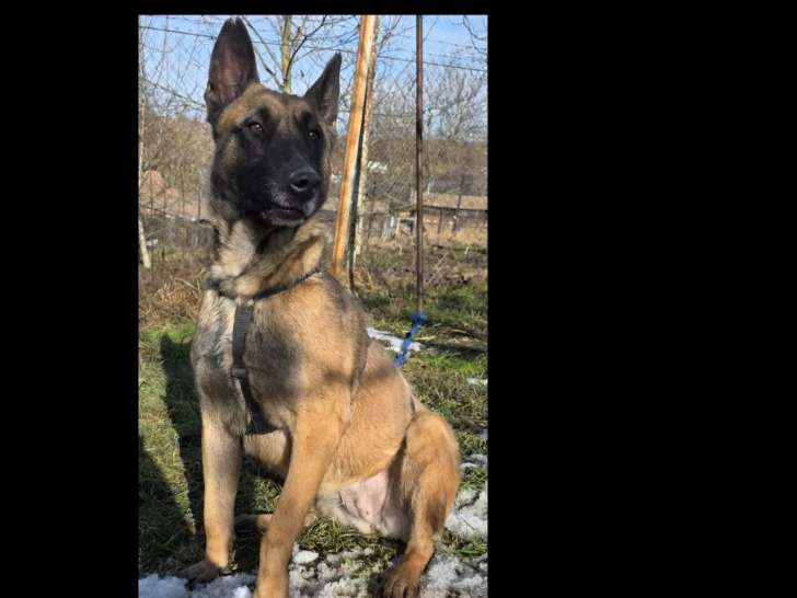 En quête d’un foyer : chienne de 5 ans marron et noire