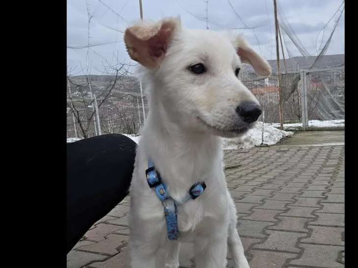 Adoption disponible : chiot femelle blanc de 6 mois