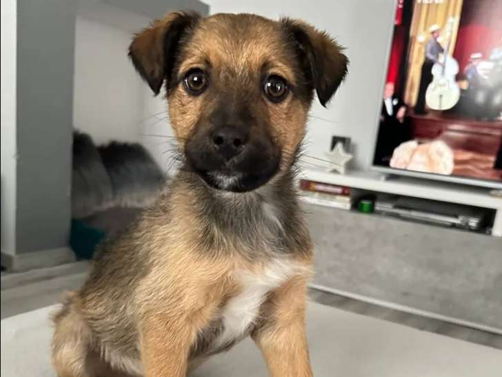 Prêt pour l’adoption : chiot mâle tricolore de 3 mois