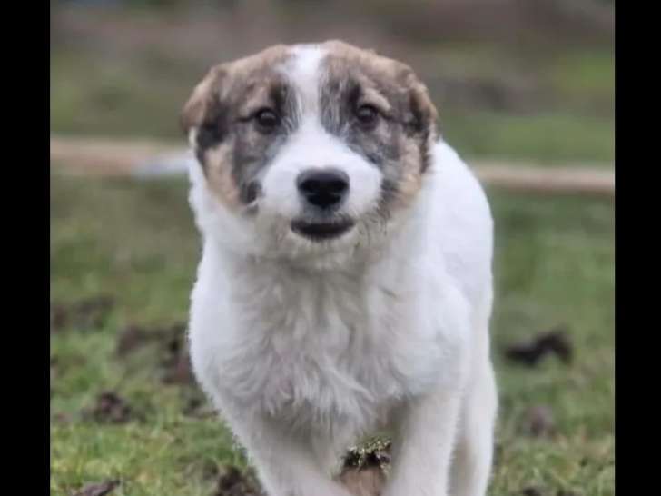 À la recherche d’un foyer : chiot mâle de 5 mois marron et blanc