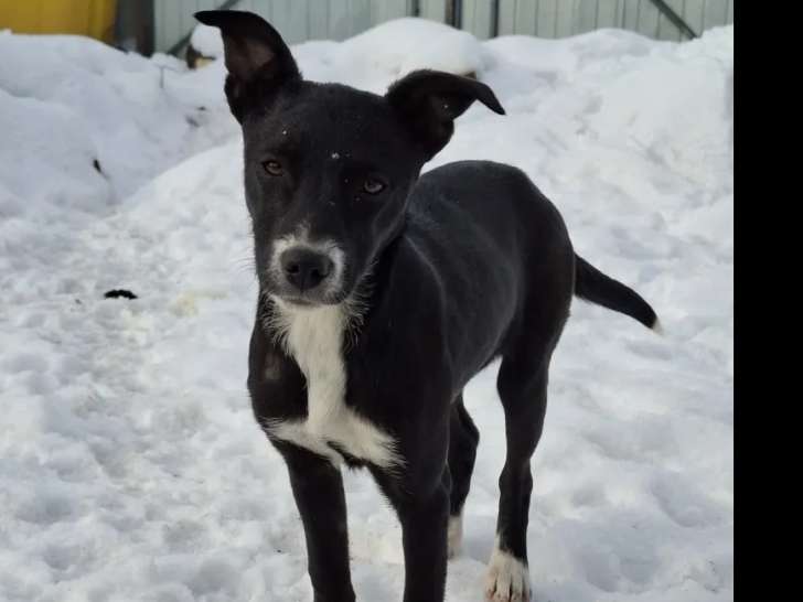 À adopter : chiot femelle de 5 mois noir et blanc