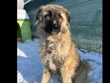 Disponible à l’adoption : chien bringé