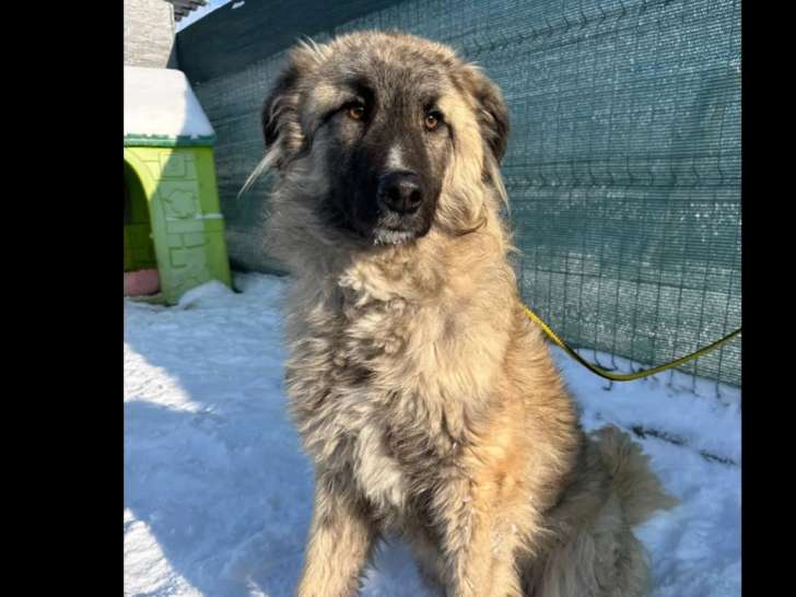 Disponible à l’adoption : chien bringé