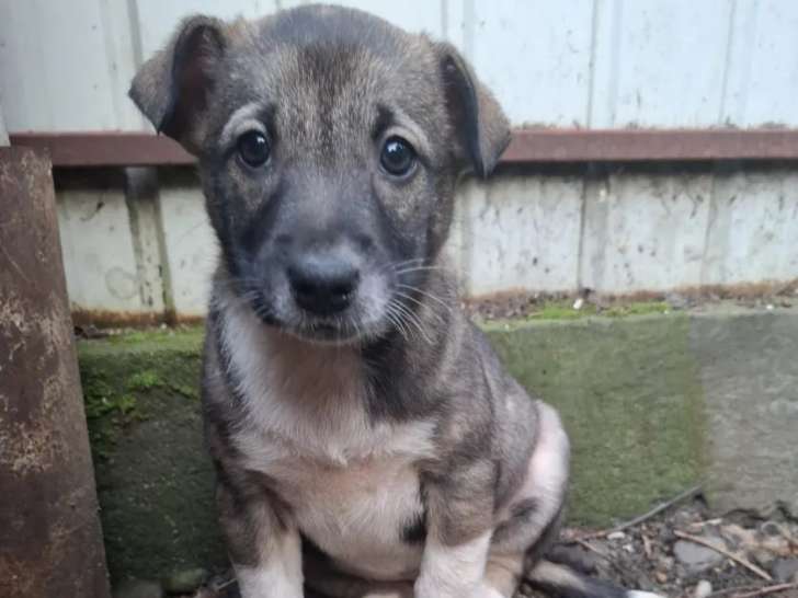 En attente d’adoption : chiot femelle de 3 mois gris et blanc