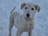 Adoption disponible : chiot mâle de 5 mois blanc