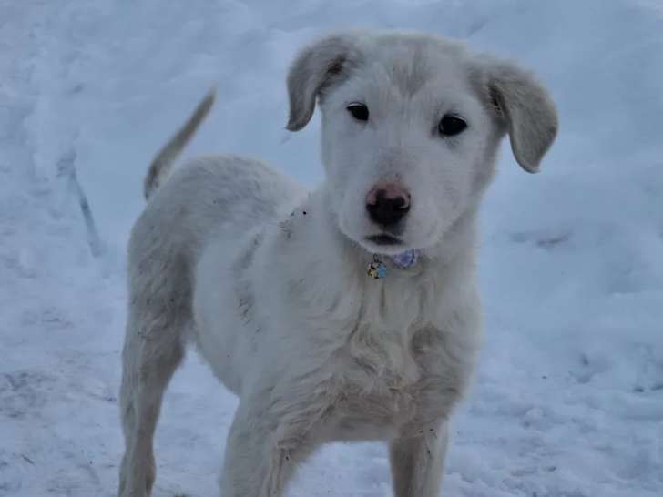 Adoption disponible : chiot mâle de 5 mois blanc