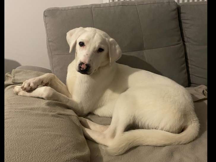 Disponible à l’adoption : chiot mâle de 11 mois au pelage blanc