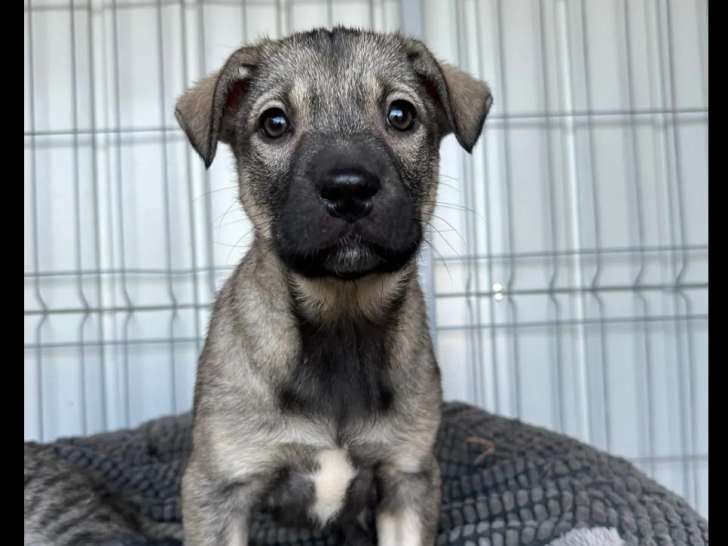 À adopter : chiot femelle de 3 mois au pelage noir et gris
