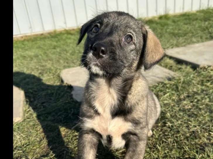 À adopter : chiot femelle de 3 mois au pelage gris et blanc