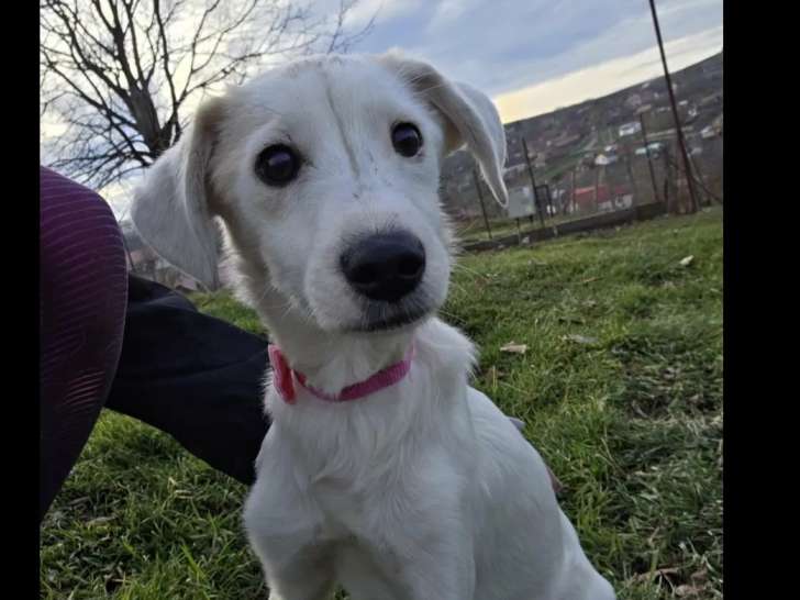 En attente d’adoption : chiot femelle de 7 mois