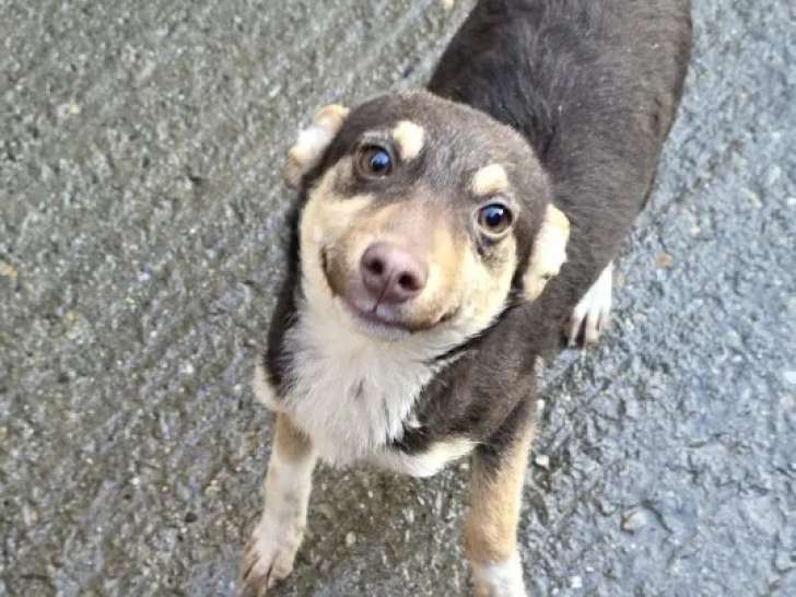 Prêt pour l’adoption : chiot mâle tricolore de 7 mois