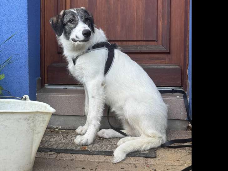 Adoption disponible : chienne d’un an tricolore