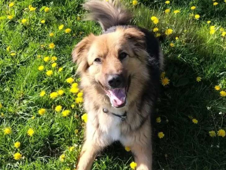 En quête d’un foyer : chien tricolore de 5 ans