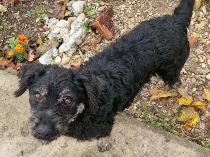 À accueillir : chienne noire de 6 ans