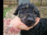 À accueillir : chienne noire de 6 ans