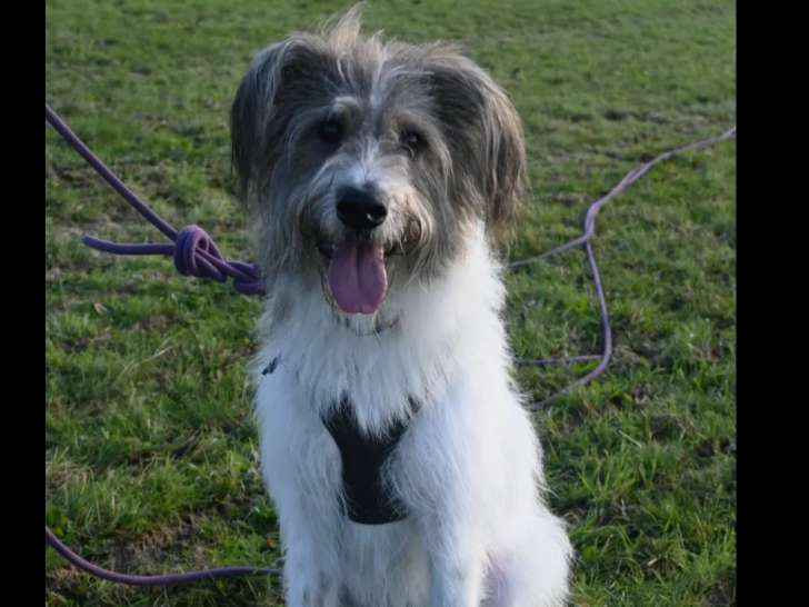 À la recherche d’une famille : chien tricolore