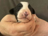 Un Mâle Bearded Collie chiot blanc noire LOF Réservation