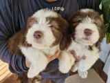 Un mâle Bearded Collie fauve d’un  mois LOF en réservation