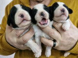Femelle Bearded Collie, 1 mois 24 jours , LOF, à réserver en Mars 2026