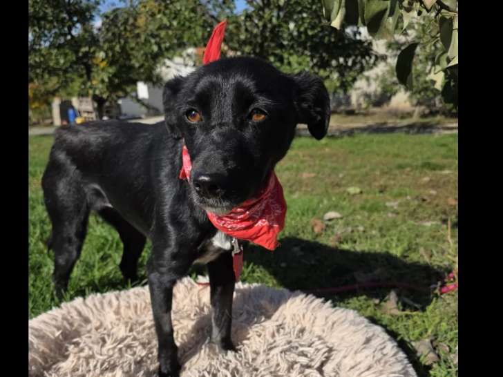 Disponible à l’adoption : chienne de 3 ans noire