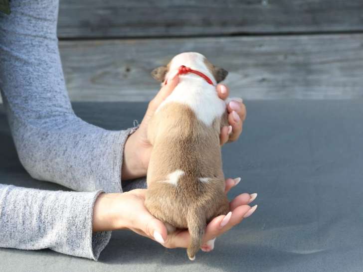 À réserver, 1 mâle American Staffordshire Terrier 8 j LOF