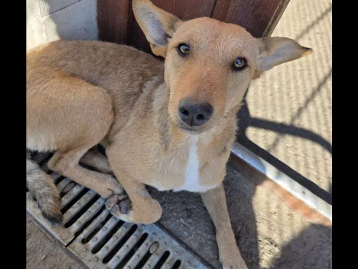 En attente d’un foyer : chienne beige et blanche