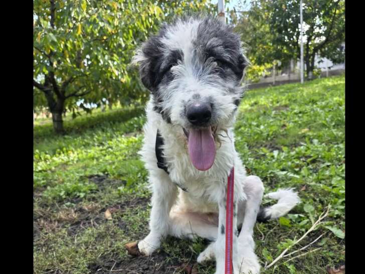 Disponible à l’adoption : chiot mâle noir et blanc de 9 mois