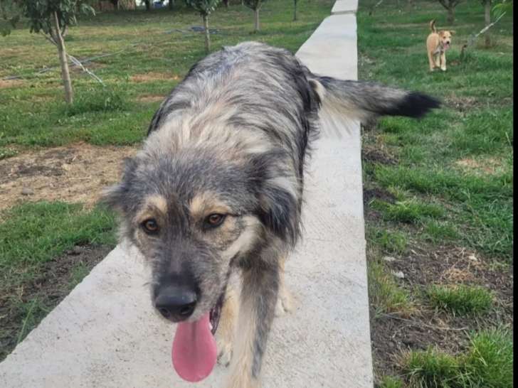 En attente d’adoption : chien tricolore de 2 ans