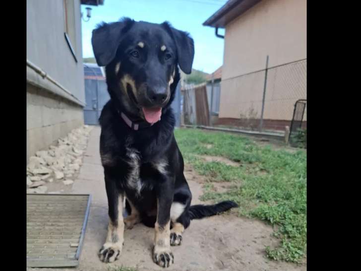 Disponible à l’adoption : chiot mâle noir et feu de 11 mois