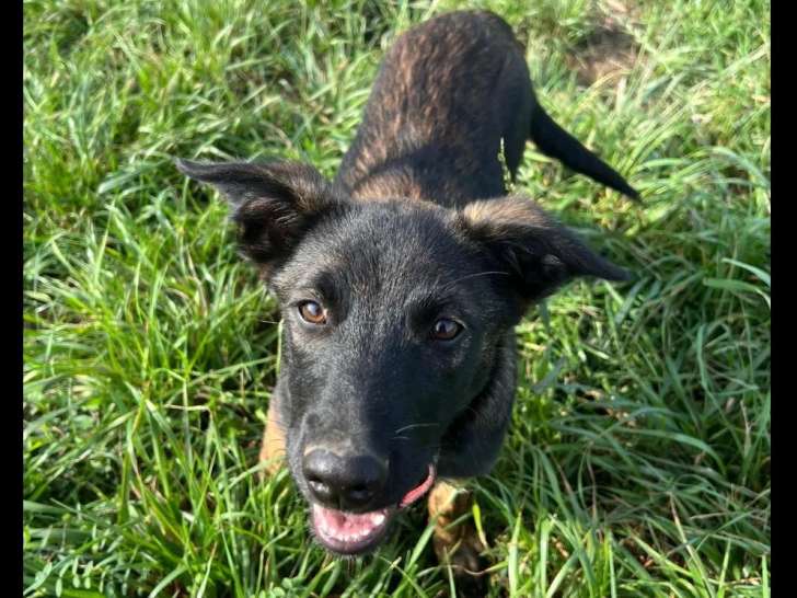 À adopter : chiot mâle bringé de 9 mois