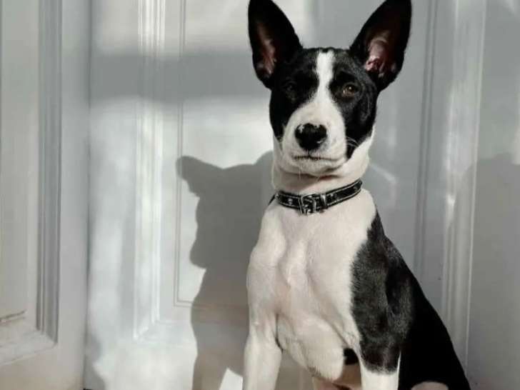 En quête d’un foyer : chien noir et blanc de 2 ans