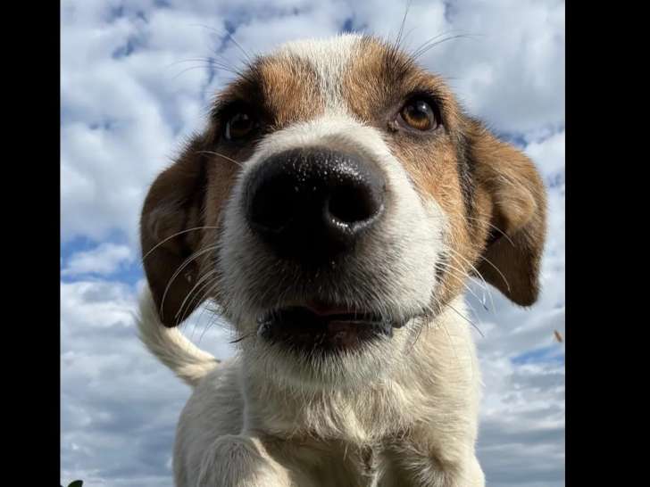 Prêt pour l’adoption : chien marron et blanc