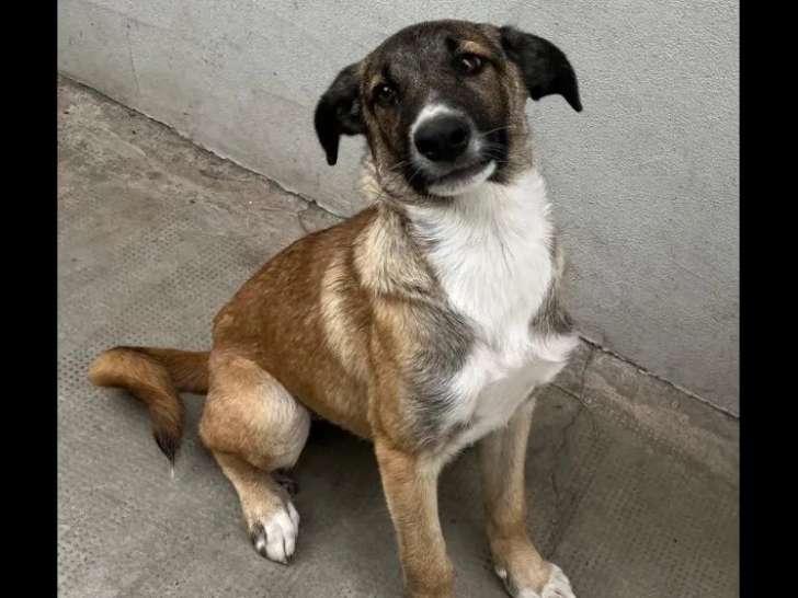 Adoption disponible : chiot femelle tricolore de 10 mois