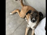 Adoption disponible : chiot femelle tricolore de 10 mois