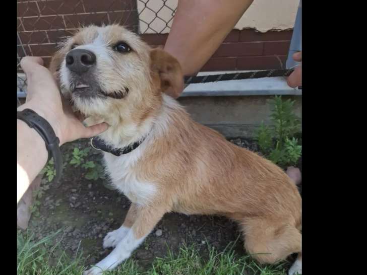 À la recherche d’un foyer : chienne de 5 ans