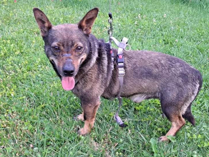 Disponible à l’adoption : chien marron de 4 ans