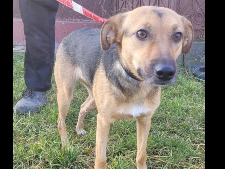 Prêt pour l’adoption : chienne tricolore de 4 ans