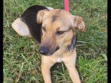 Prêt pour l’adoption : chienne tricolore de 4 ans