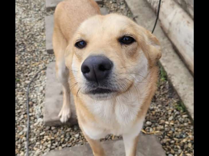 Disponible à l’adoption : chienne beige et blanche de 3 ans