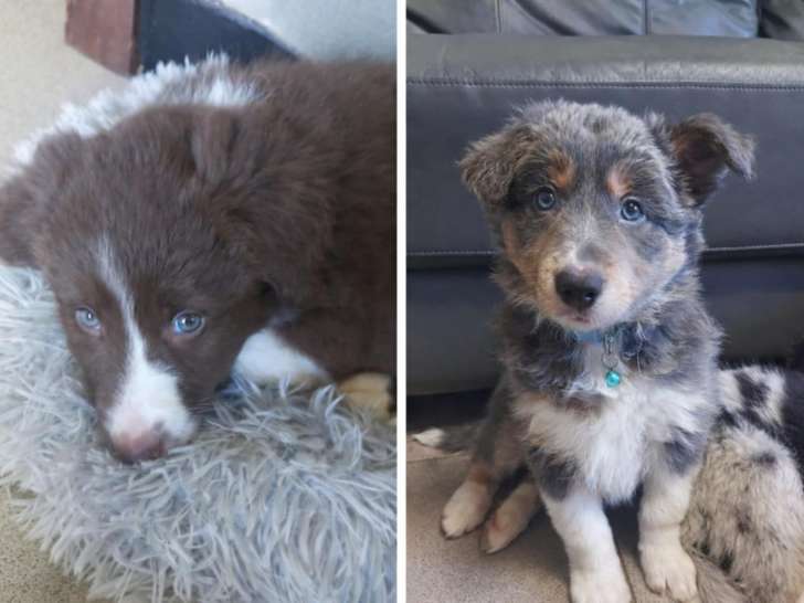 2 adorables chiots mâles Border Collie à vendre